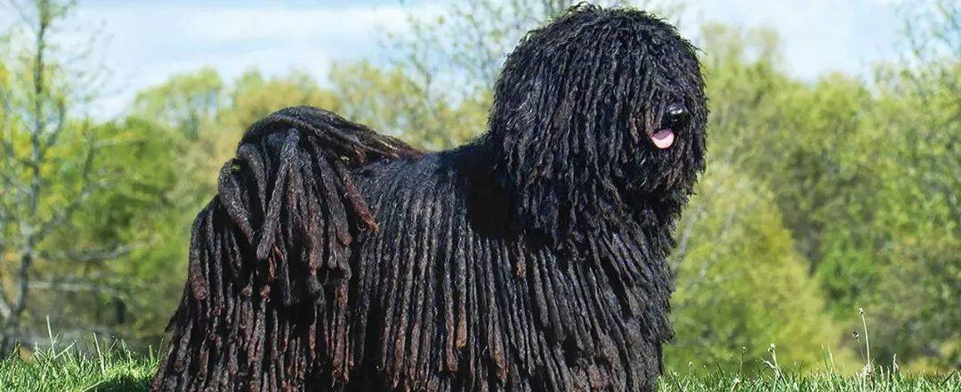 世界犬种智商排名榜前 30 名的聪明狗狗