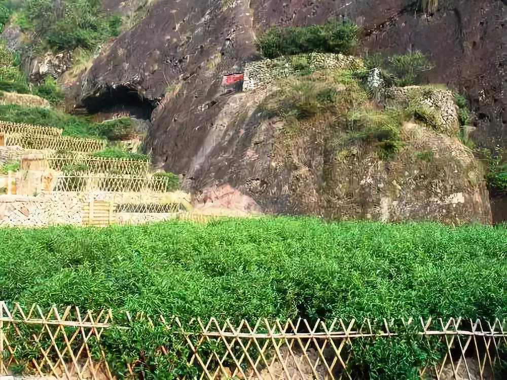 中国最“贵”的两棵树