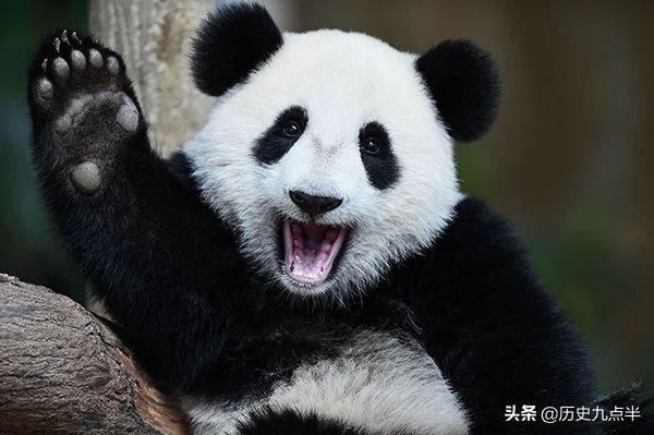 中国人口最少的3个姓氏，比大熊猫还稀有，一姓被韩国人认作祖先