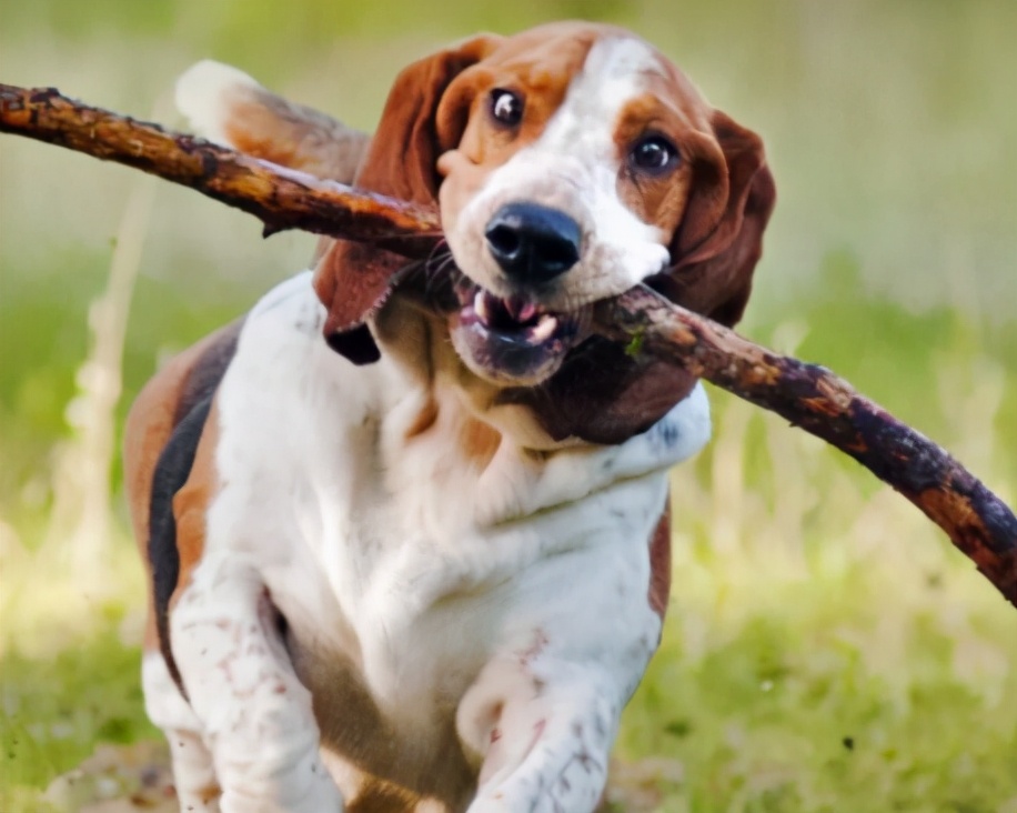 巴吉度好养吗适合家里养吗（ 法国巴吉度猎犬惨遭嫌弃的原因）