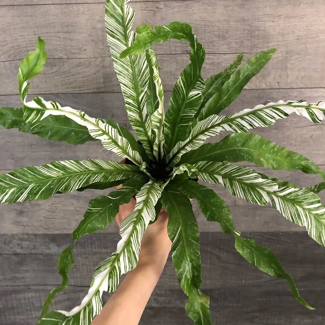 凤尾蕨的功效与作用(盘点几种观赏蕨类盆栽)