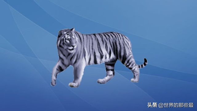 世界上最罕见的老虎，全国都有它的传说，但谁也没见过它真面目