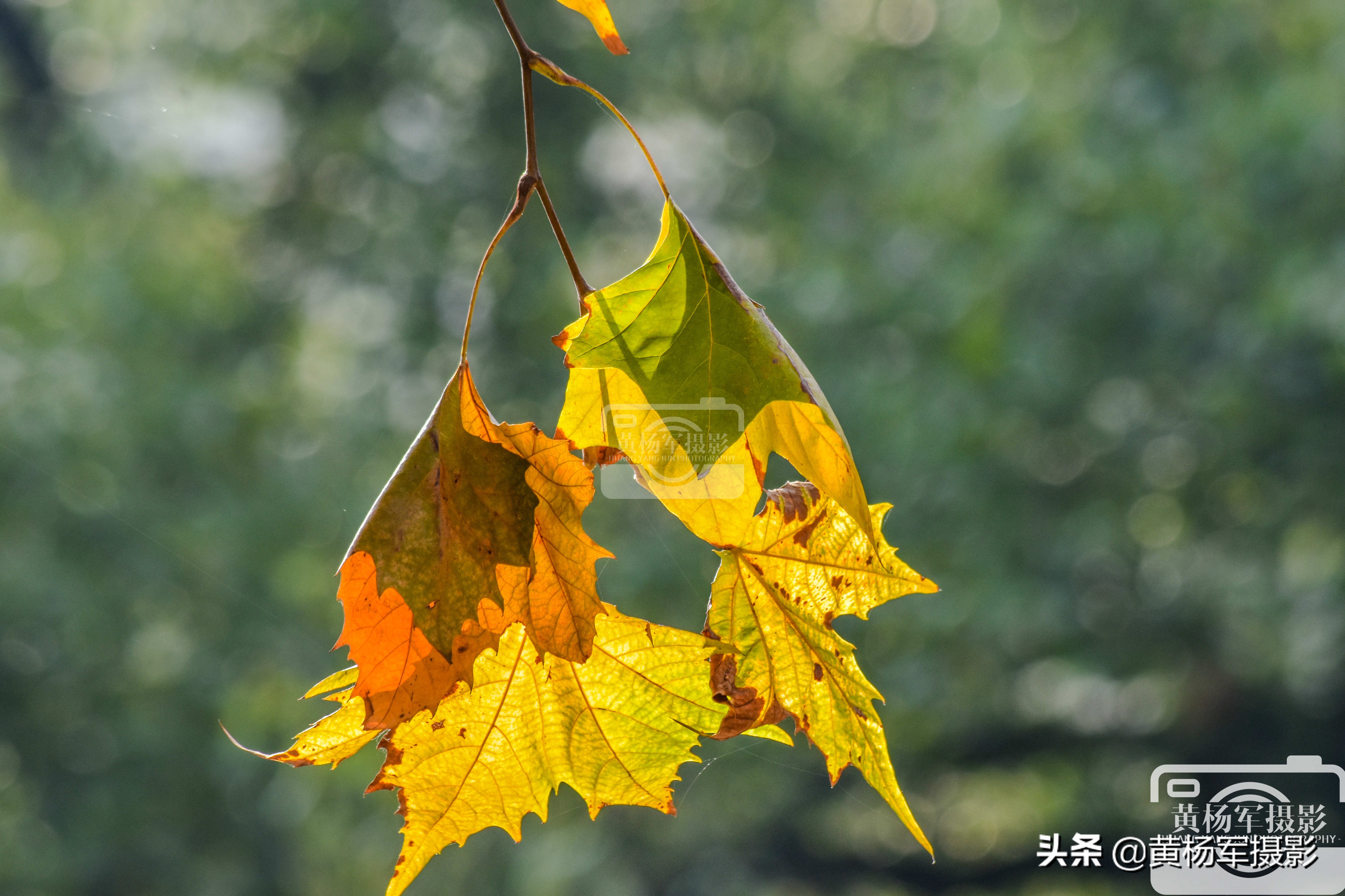 法国梧桐树的照片图片