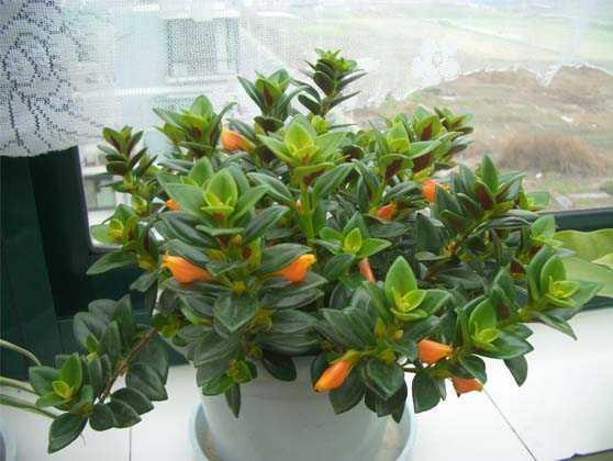 吊兰有千万个品种,吊兰能净化室内的空气,你家养的是哪一种?