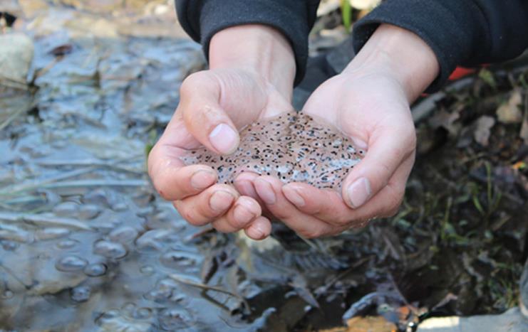 烹饪方法雪蛤大补酒中国林蛙的人工高效养殖关键技术 基金项目:中国