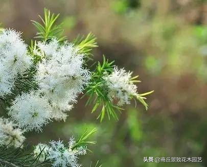 常绿乔木有哪些（70多种常用常绿乔木图例宝典）