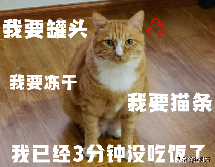 猫咪为啥总是喵喵叫讨食？明明碗里还有粮