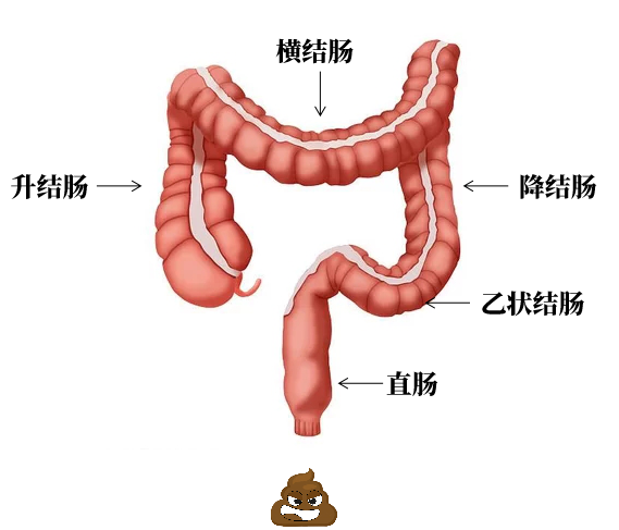 它分为四个部分;升结肠,横结肠,降结肠和乙状结肠,乙状结肠和直肠,与