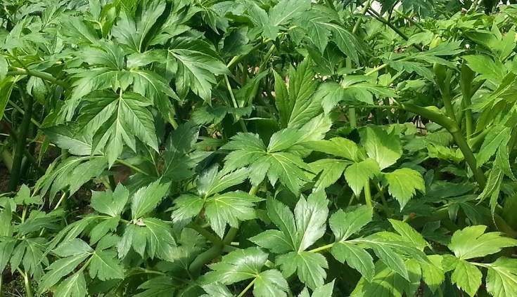 明日叶你认识吗?它被称为"抗癌神草",药食两用,农村随处可见