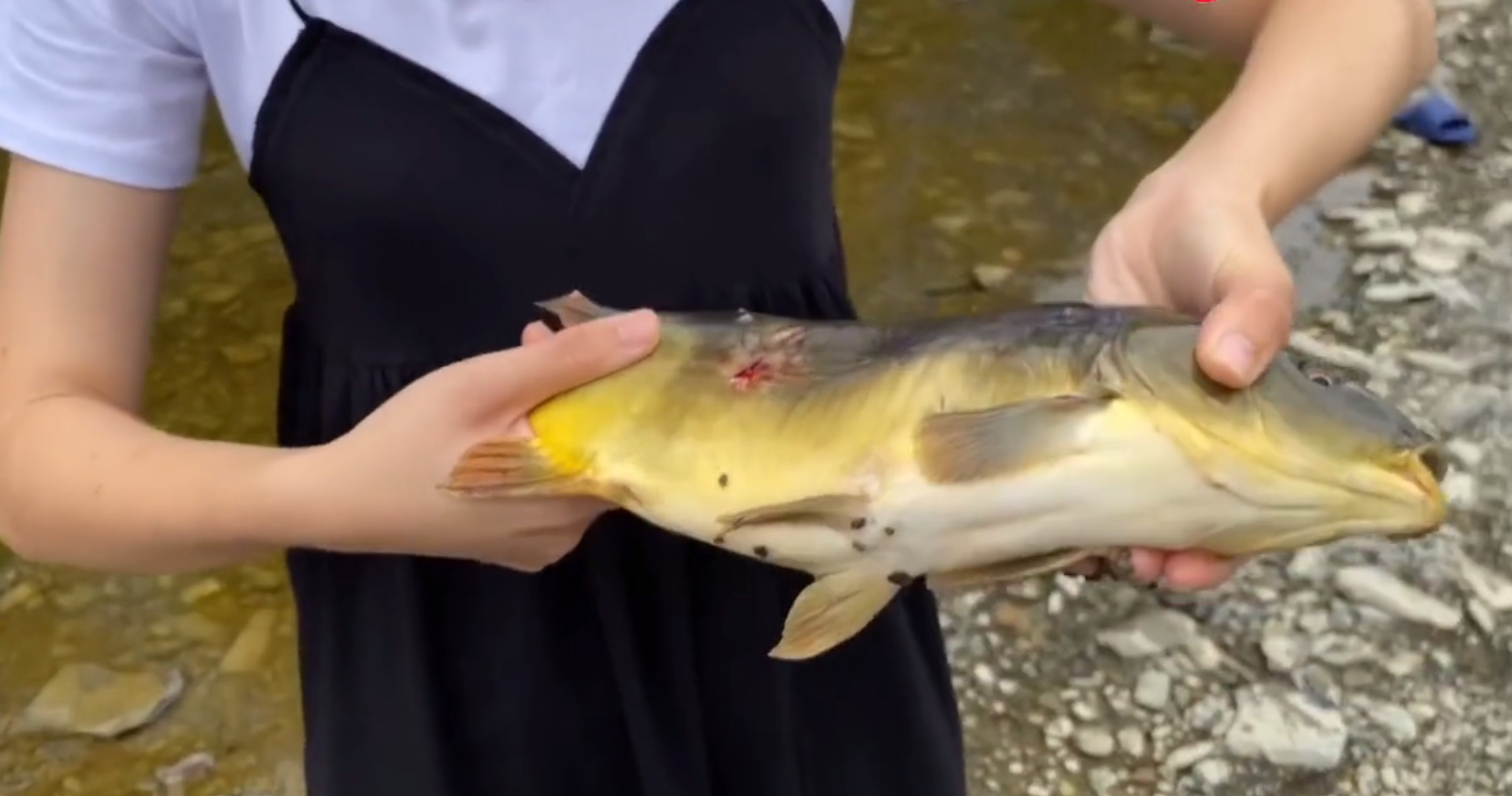 野生桃花鱼多少钱一斤(保护动物) - 价格百科