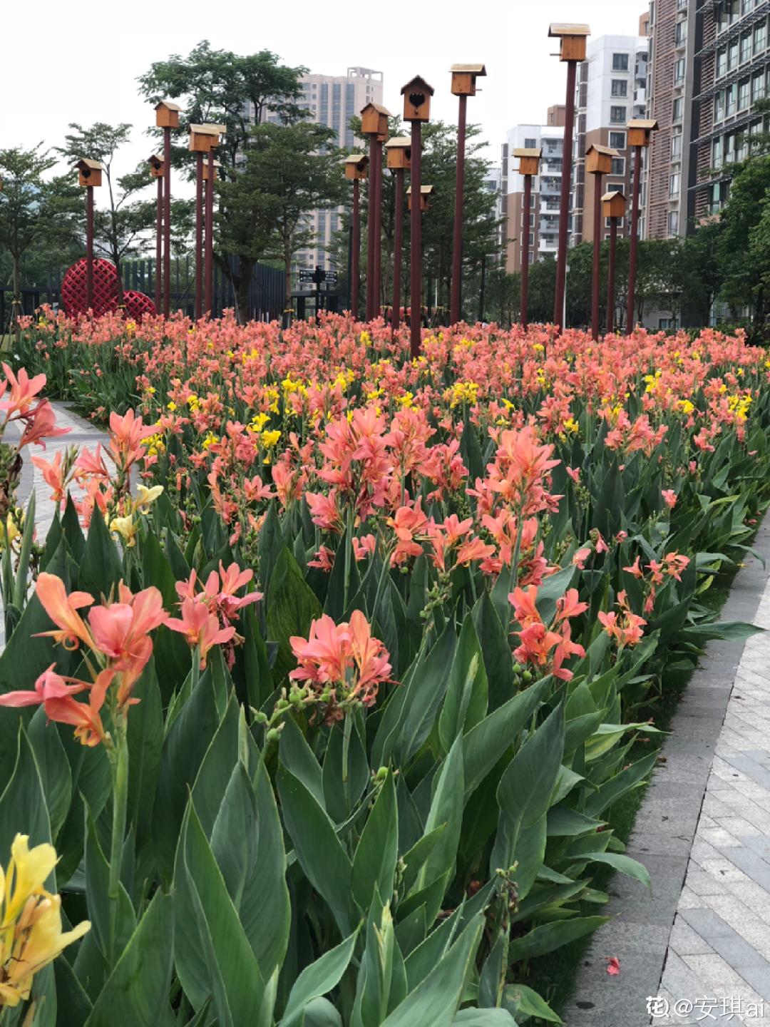 10种花太能喝水,一天一瓢水,7天爆满缸