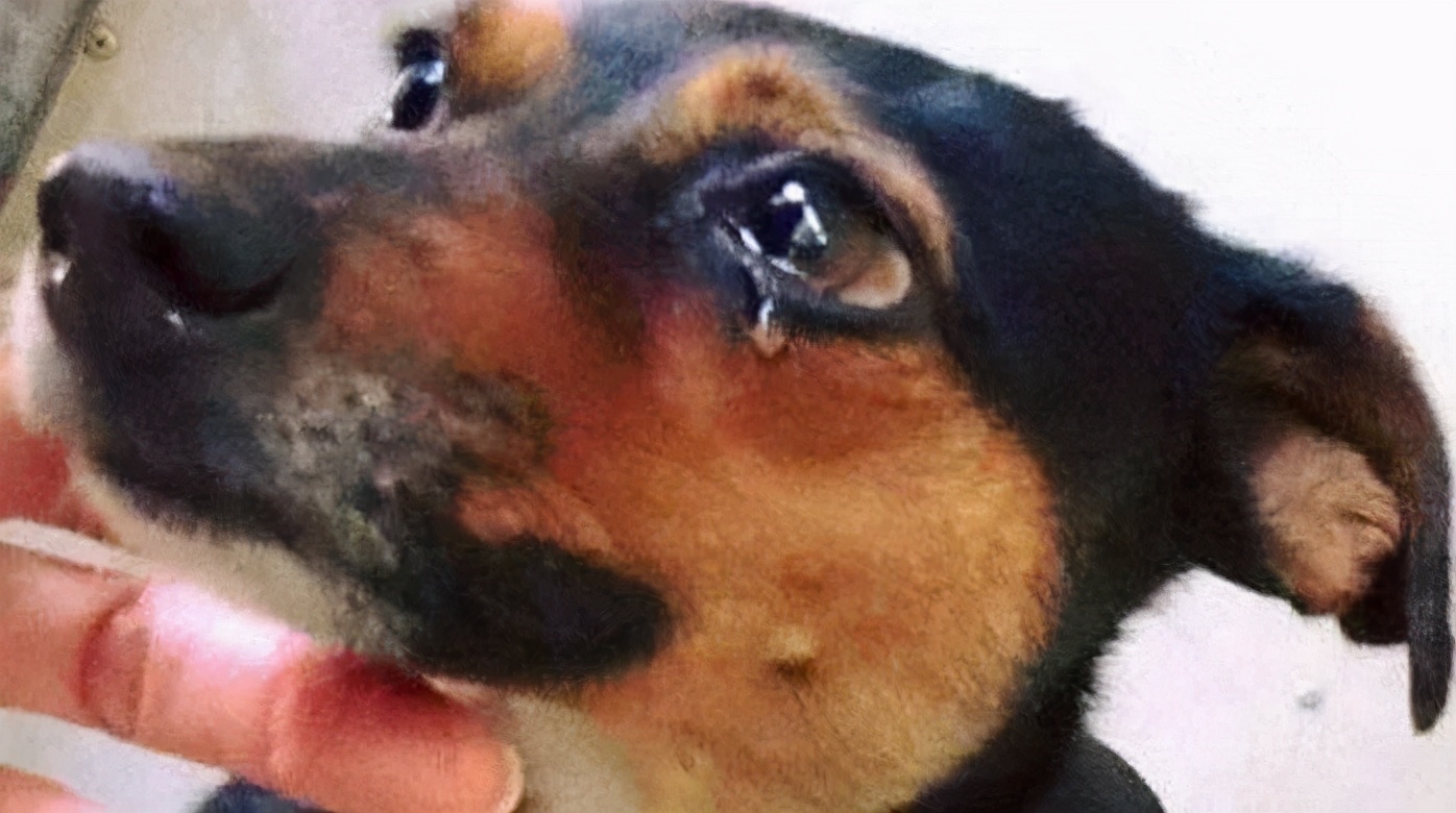 小狗哭表情包图片