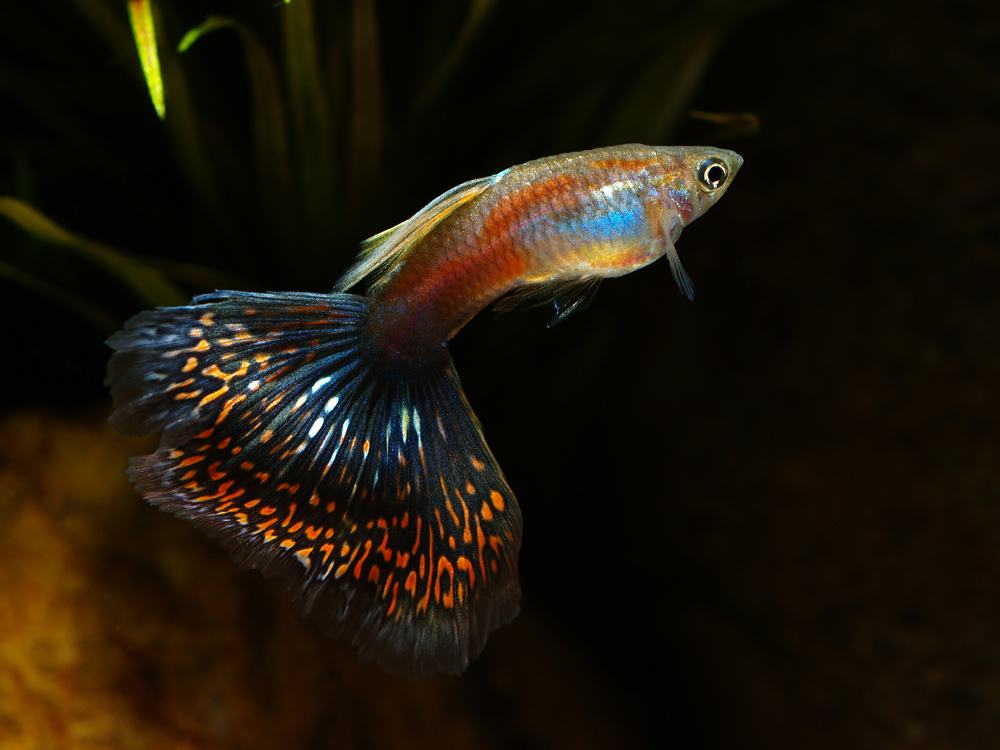 孔雀鱼是很多鱼友喜欢的观赏鱼,因为它便宜,而且很漂亮,所以很多第一