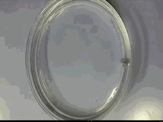 中国的三大黑科技：液态金属有生命、沙漠加水变良田、蚊子在绝育