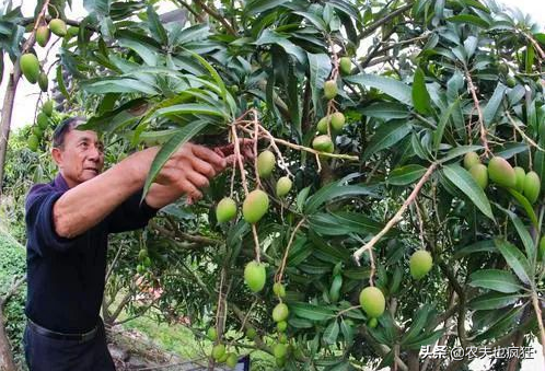 价格终于跌了,前段时间卖8-10块一斤,如今地头售价3块多
