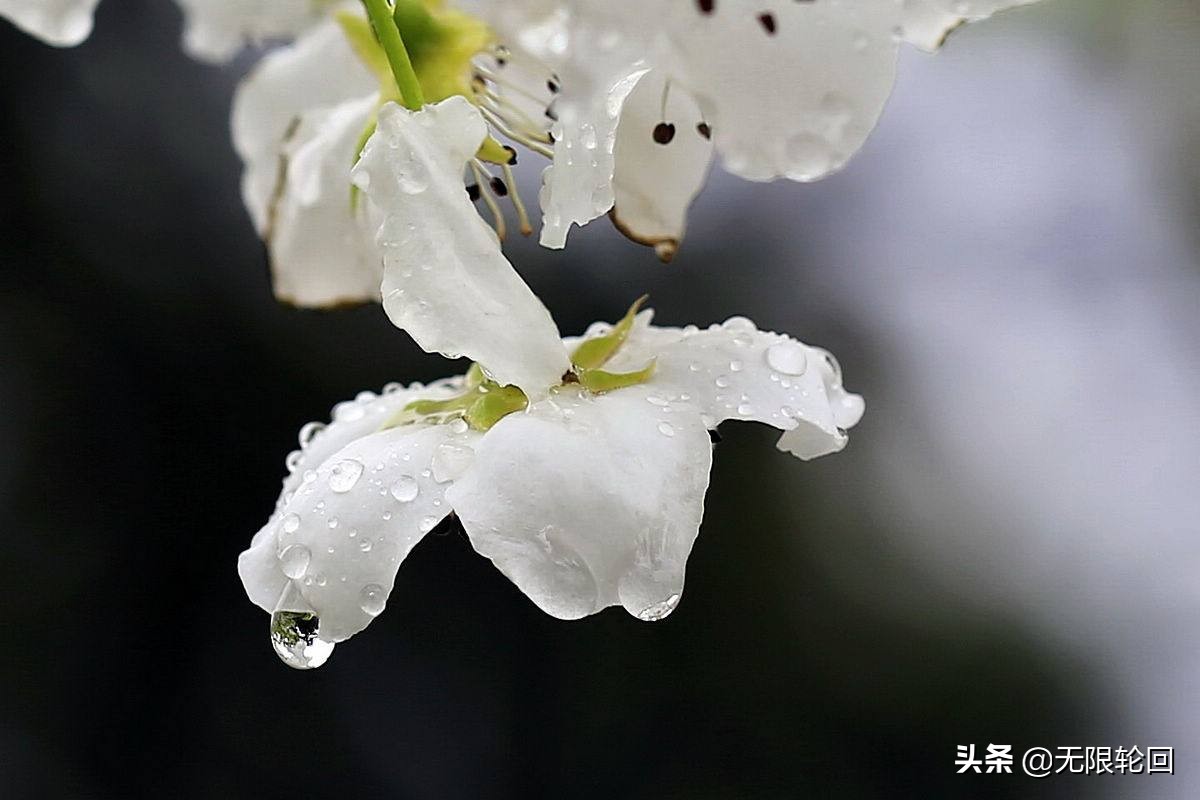 咏春雨的诗句有哪些(关于春雨的诗句古诗大全)