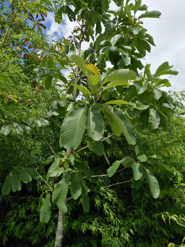 小知识:杜仲种植方法