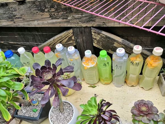 老花匠：绿萝最爱4种东西，喂了以后长得快，抽芽多，易疯长