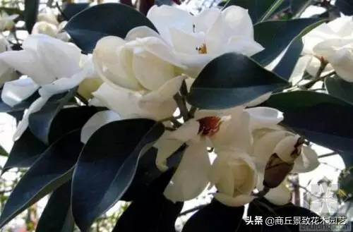 常绿乔木有哪些（70多种常用常绿乔木图例宝典）