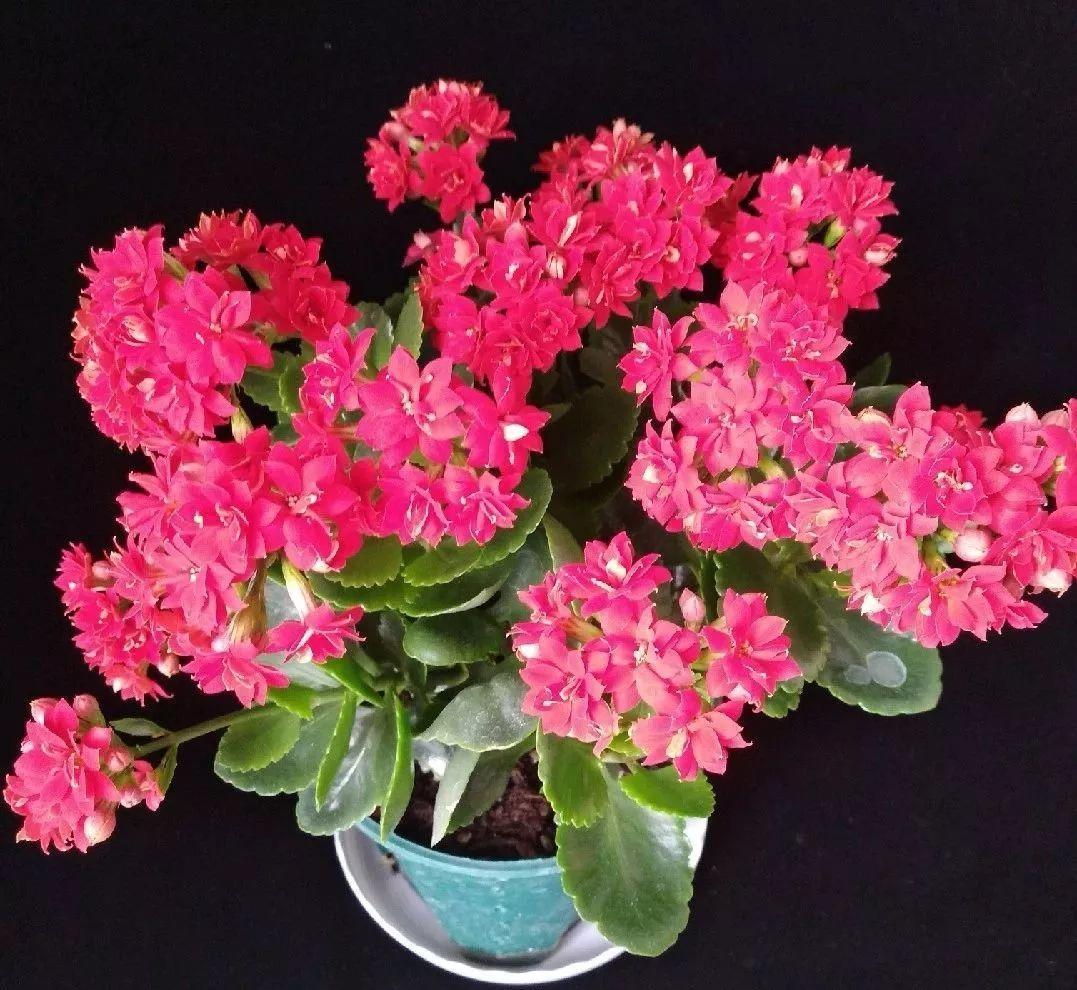 长寿花的养殖方法和注zhu意事项（长寿花的养殖zhi方法和注意事项玫瑰花的品种）-第68张图片-大连信息网
