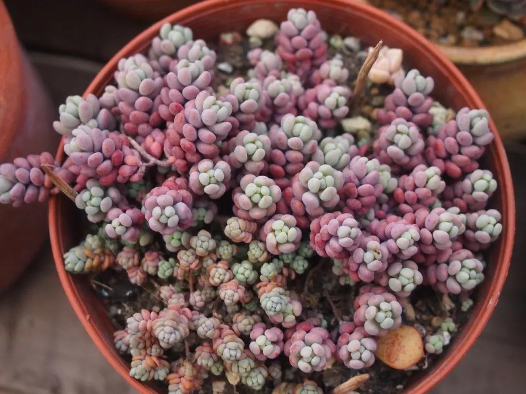 8大最容易爆盆的多肉植物,喜欢养多肉,家里肯定有几盆