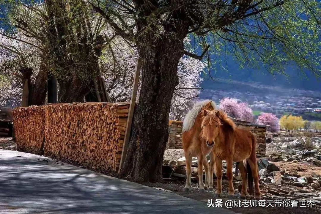 藏历新年，冬天的圣城