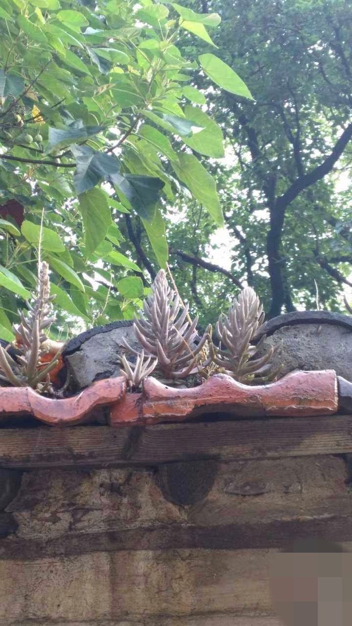 瓦松的功效与作用(瓦松) - 行就行