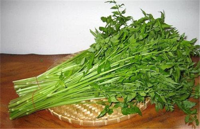 水芹菜种植zhi时间和方法（水芹菜种植技术和种植时间）