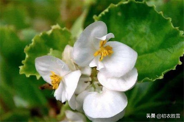 秋日读诗：幽花最是秋海棠