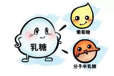 了解乳糖、乳糖酶、乳糖不耐受，有这篇就够了