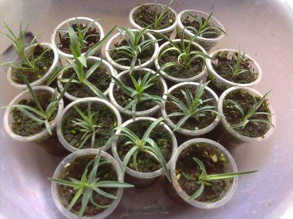 母亲节的康乃馨母亲节的康乃馨怎么写