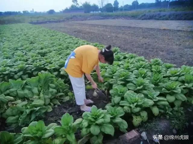 好心疼！绵阳十二三岁的娃娃，竟被学校赶下田去插秧子