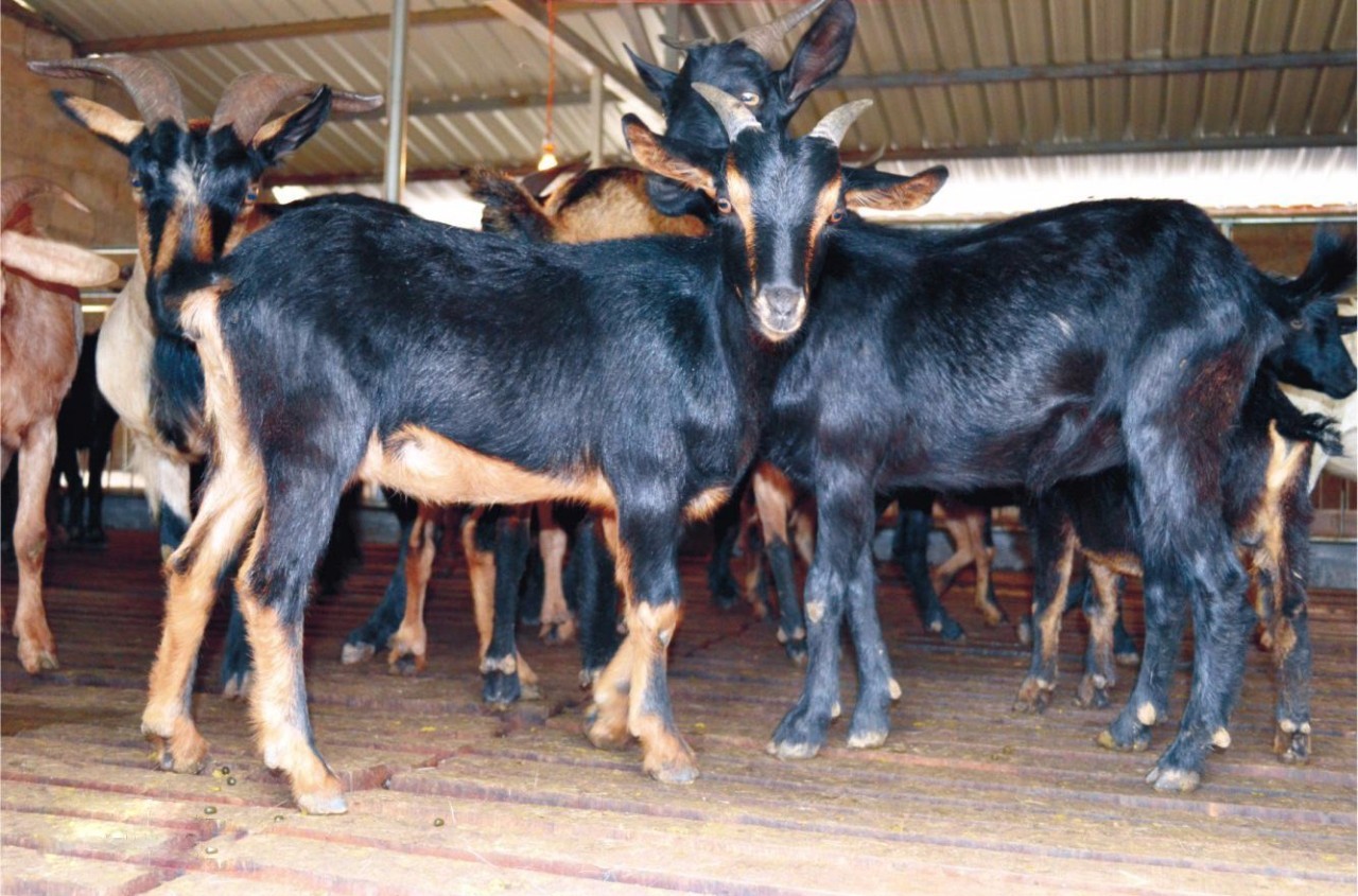 黑山羊▼白山羊▼夏洛莱羊▼杜泊绵羊▼小尾寒羊▼萨福克羊▼波尔山羊