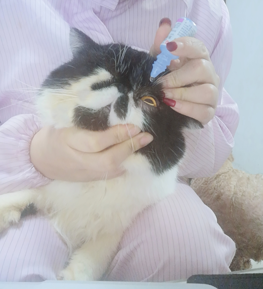 把眼药水滴在眼球表面,或者沿着下眼,挤一小条眼药膏.