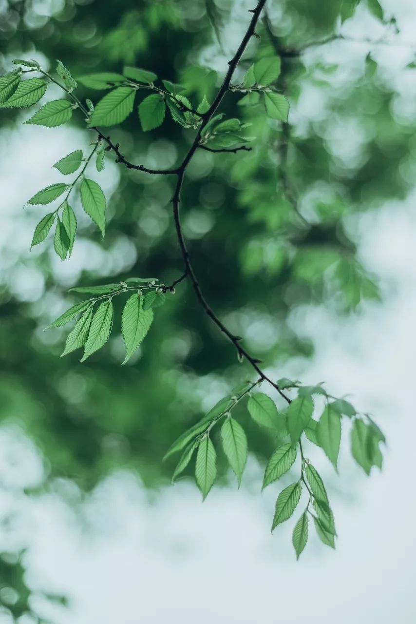 清明时节雨纷纷，最是一年春好处，杨柳依依正清明