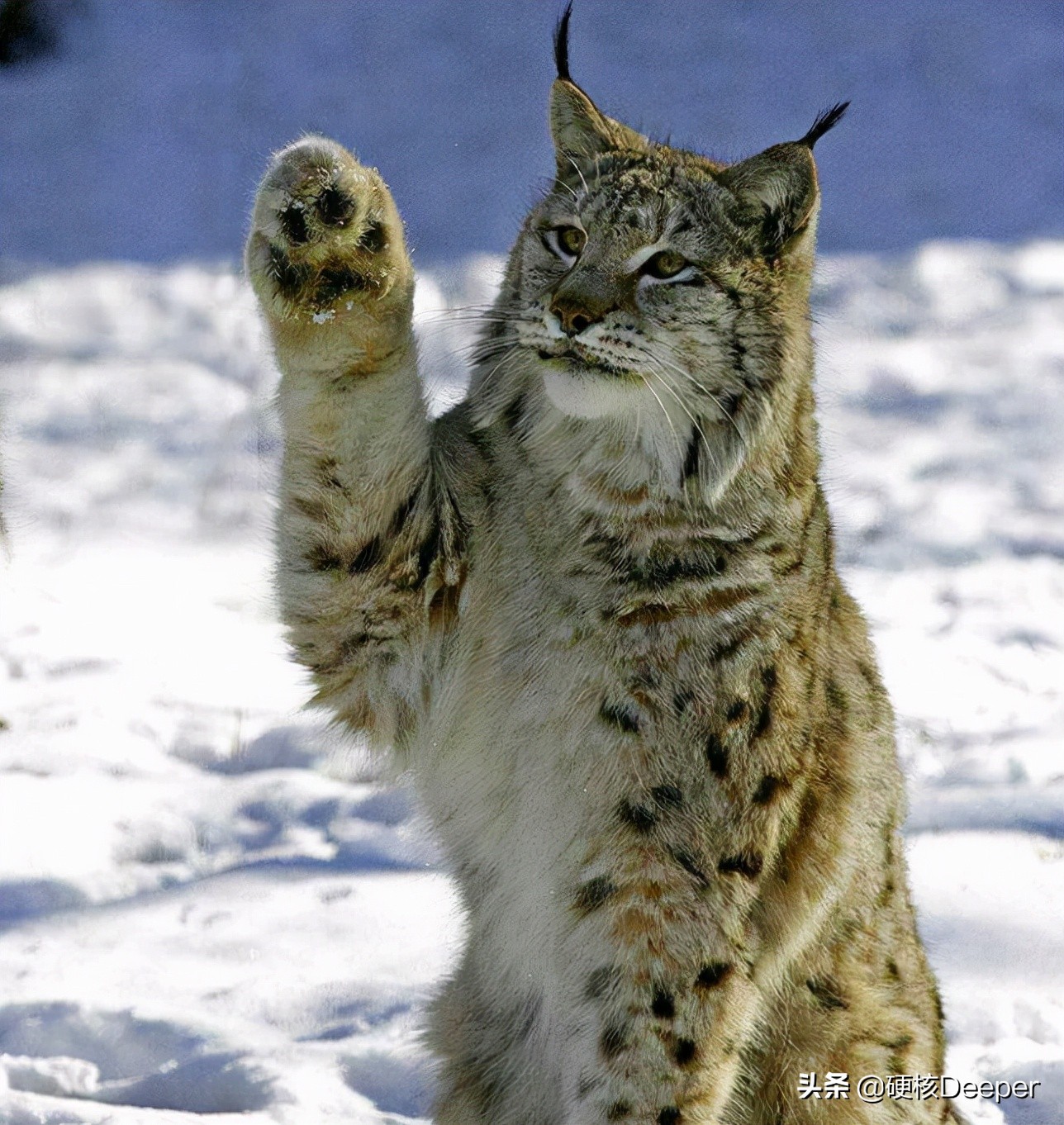 猫科动物图片大全(猫科动物谁最能打) - 赤虎壹号