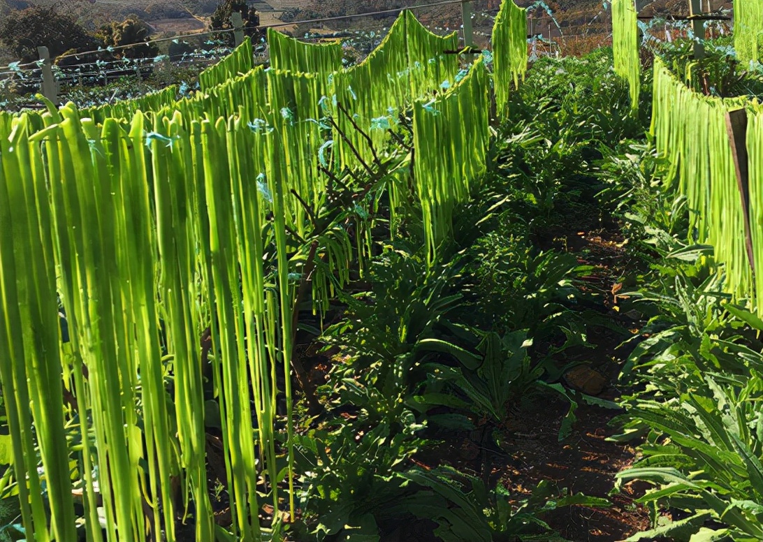 贡菜:常被认成莴笋,晒干后价值不菲,曾是贡品,如今成出口名蔬