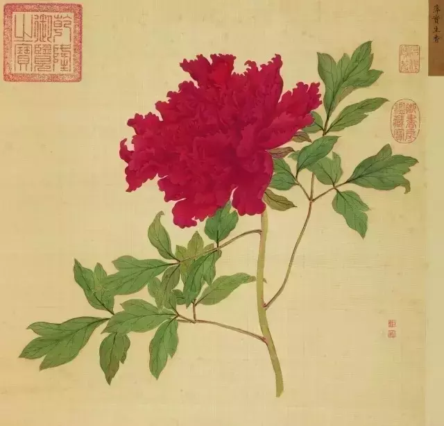 一朵牡丹价值超过100万,魅力何在?