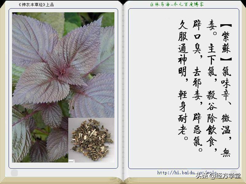 《神农本草经》全册图文解析 建议收藏