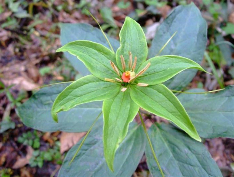 山里溪边1种野草，名叫七叶一枝花，地下根茎挖出来可卖800元1斤