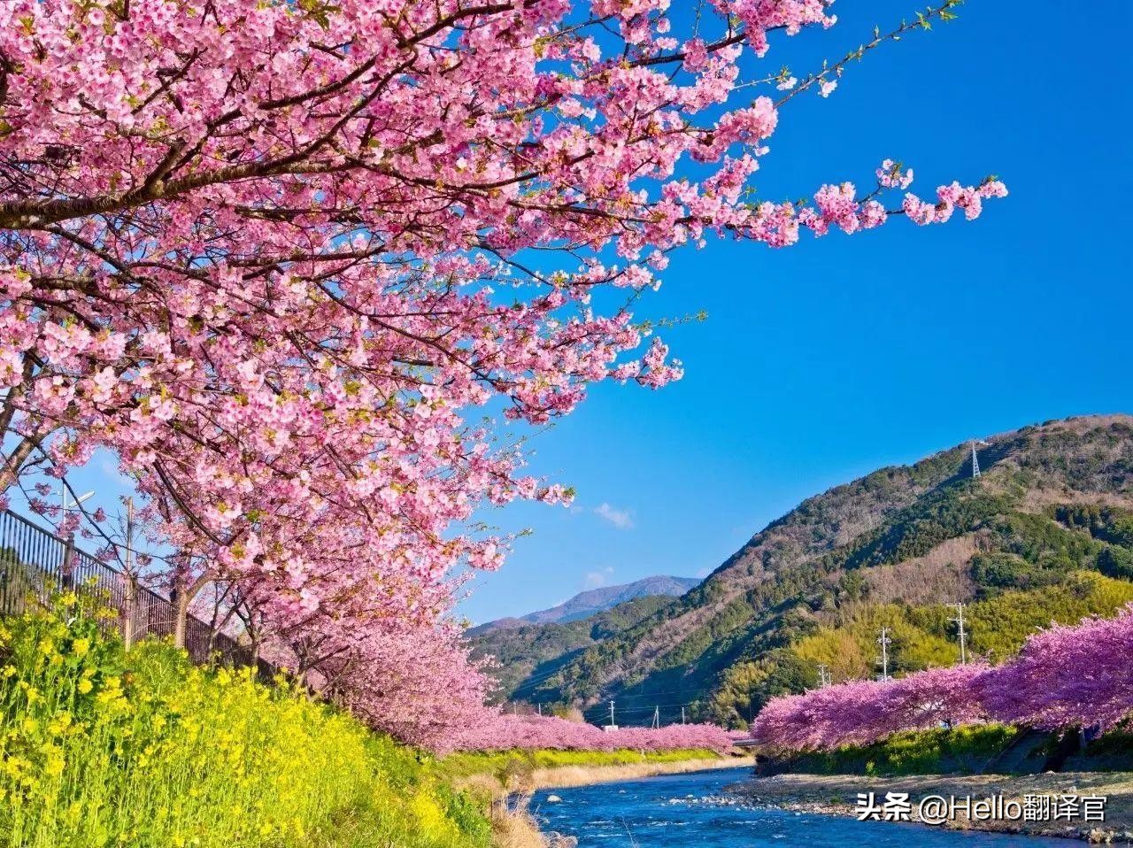 BBC英语阅读和听力素材：日本樱花盛花期提前或因气候变化所致