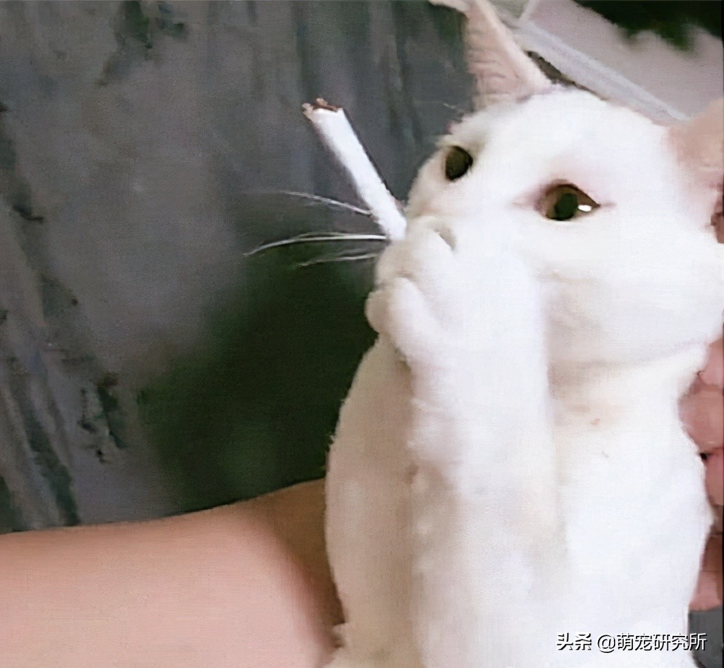 一定要让猫咪远离这几样东西，否则后果不堪设想