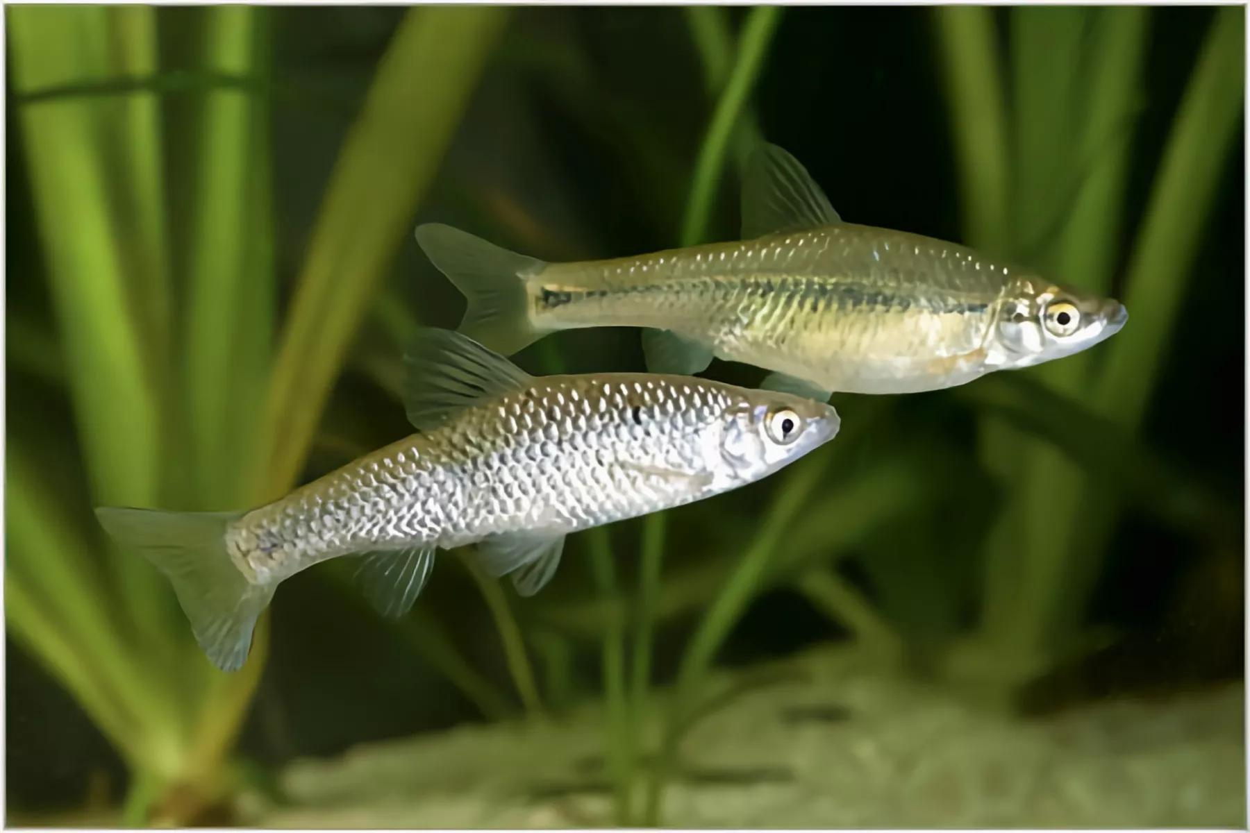 江西水库麦穗鱼泛滥!其实它已入侵34国,欧洲早就成"重灾区"