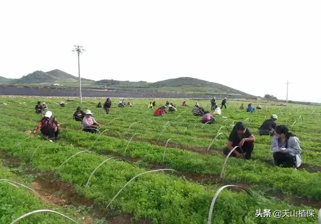 茯苓、党参和当归等几种中药材，市场有需求，农村人可以考虑种植