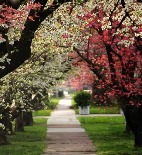 山茱萸与杜鹃-《斯里兰卡50州》背后的故事之九（第二季完结）