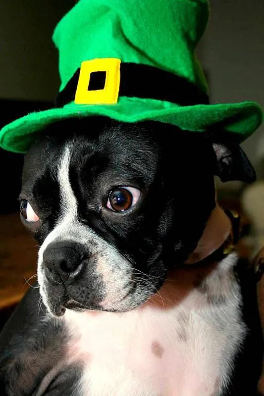 连狗子都不放过,果然要想生活过得去,头上必须带点绿.