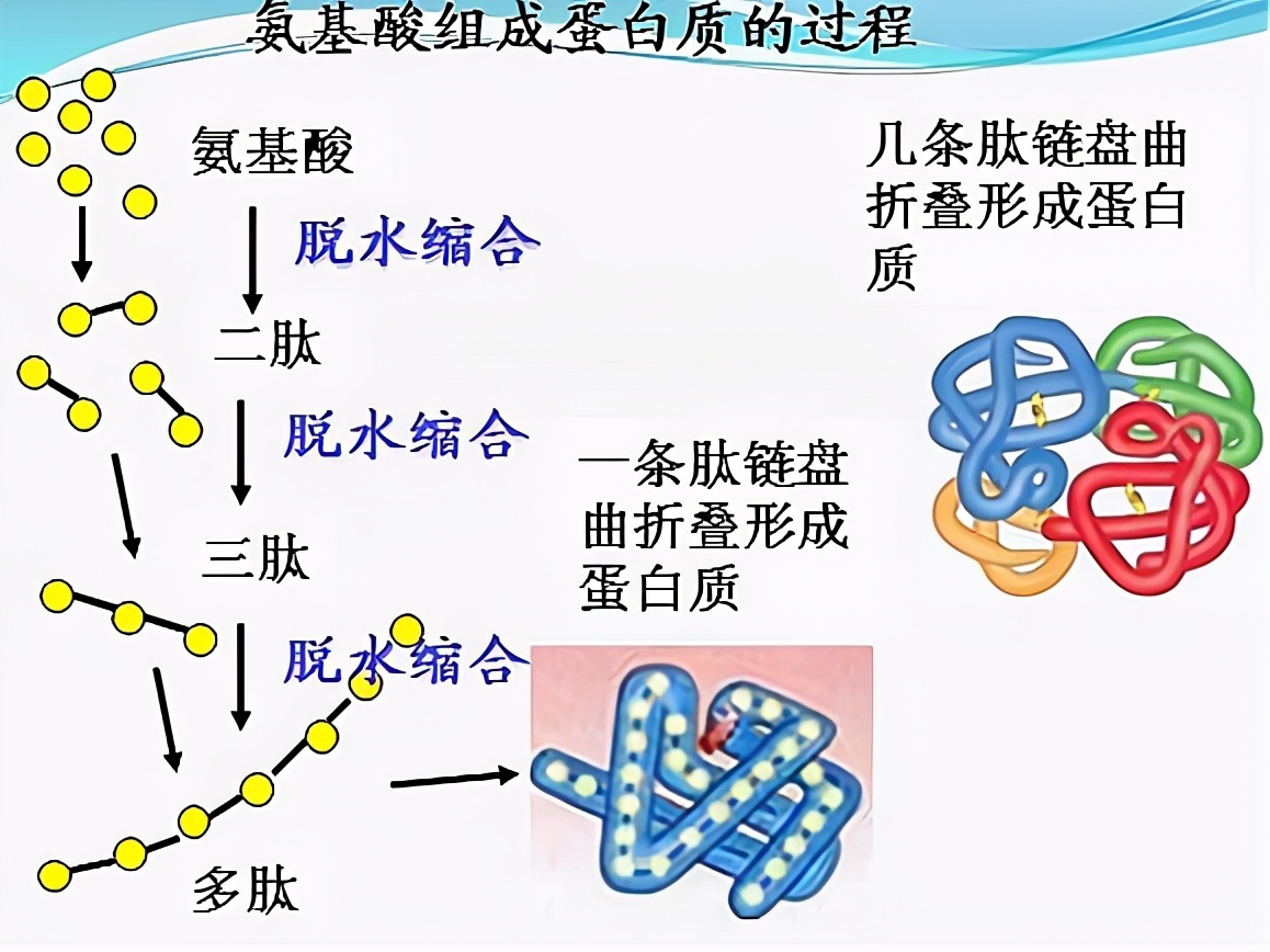一般我们都会认为,蛋白质似乎应该来自于肉类,蛋类等食材,其实不然