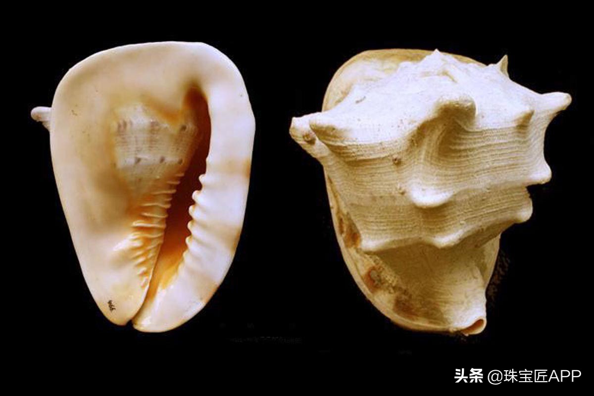 哪些贝壳能做珠宝？去赶海之前记得看看这一篇