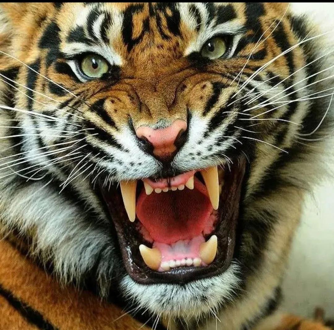 梦见老虎吃人是什么意思