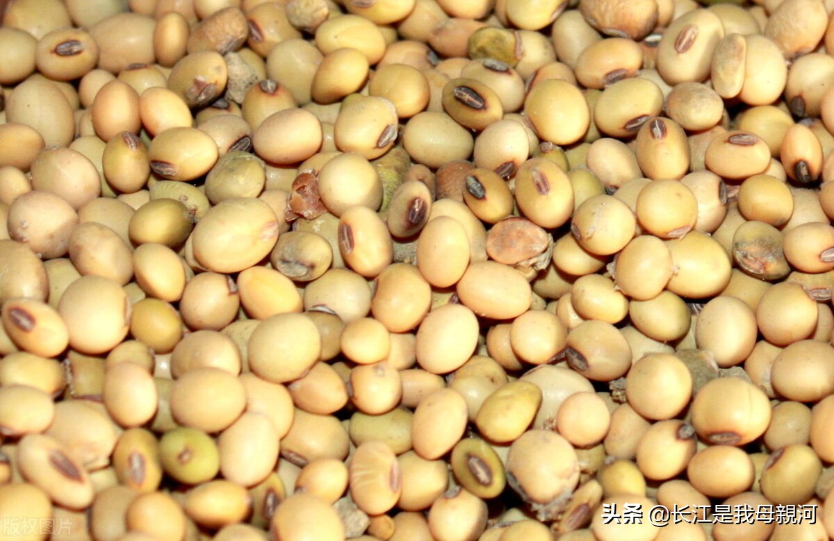 南方大豆3元一斤，稻农今年悔不当初，要是种大豆该多好啊